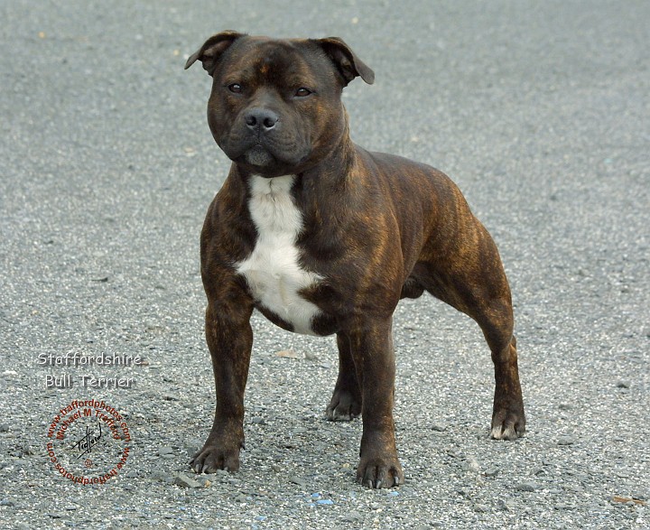 Breed Of The Month Staffordshire Bull Terrier The Doghouse Rumor